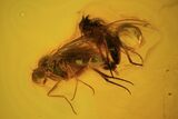 Mating Fossil Flies (Diptera) In Baltic Amber #58072-1